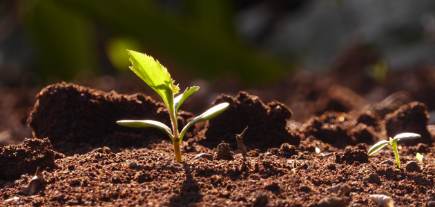 Billede tilknyttet Sexagesima